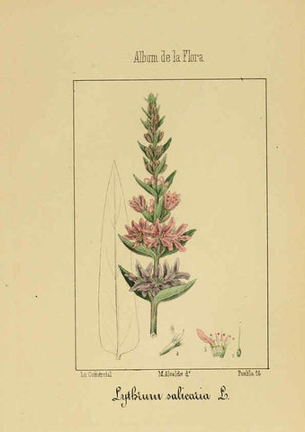 Reproducción/Reproduction 6011704513: Album de la flora médico-farmacéutica é industrial, indígena y exótica Madrid,Impr. de la Galeria literaria,1862-64