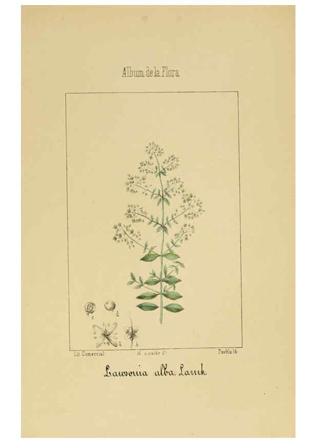 Reproducción/Reproduction 6012251746: Album de la flora médico-farmacéutica é industrial, indígena y exótica Madrid,Impr. de la Galeria literaria,1862-64