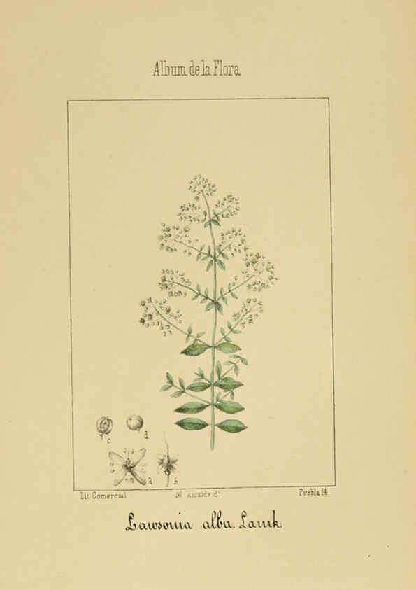 Reproducción/Reproduction 6012251746: Album de la flora médico-farmacéutica é industrial, indígena y exótica Madrid,Impr. de la Galeria literaria,1862-64