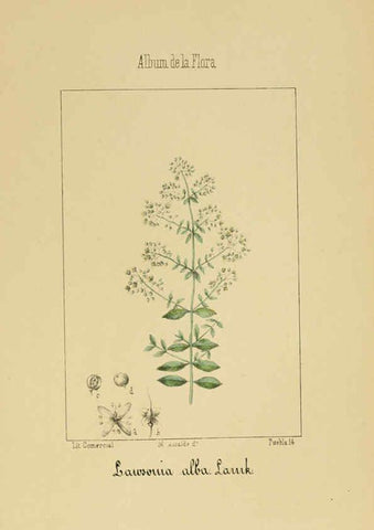 Reproducción/Reproduction 6012251746: Album de la flora médico-farmacéutica é industrial, indígena y exótica Madrid,Impr. de la Galeria literaria,1862-64