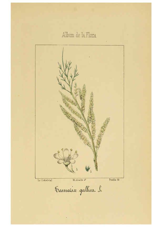 Reproducción/Reproduction 6012252016: Album de la flora médico-farmacéutica é industrial, indígena y exótica Madrid,Impr. de la Galeria literaria,1862-64