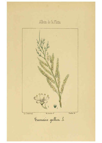 Reproducción/Reproduction 6012252016: Album de la flora médico-farmacéutica é industrial, indígena y exótica Madrid,Impr. de la Galeria literaria,1862-64