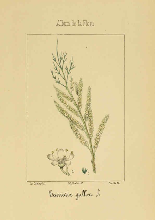 Reproducción/Reproduction 6012252016: Album de la flora médico-farmacéutica é industrial, indígena y exótica Madrid,Impr. de la Galeria literaria,1862-64