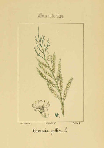 Reproducción/Reproduction 6012252016: Album de la flora médico-farmacéutica é industrial, indígena y exótica Madrid,Impr. de la Galeria literaria,1862-64