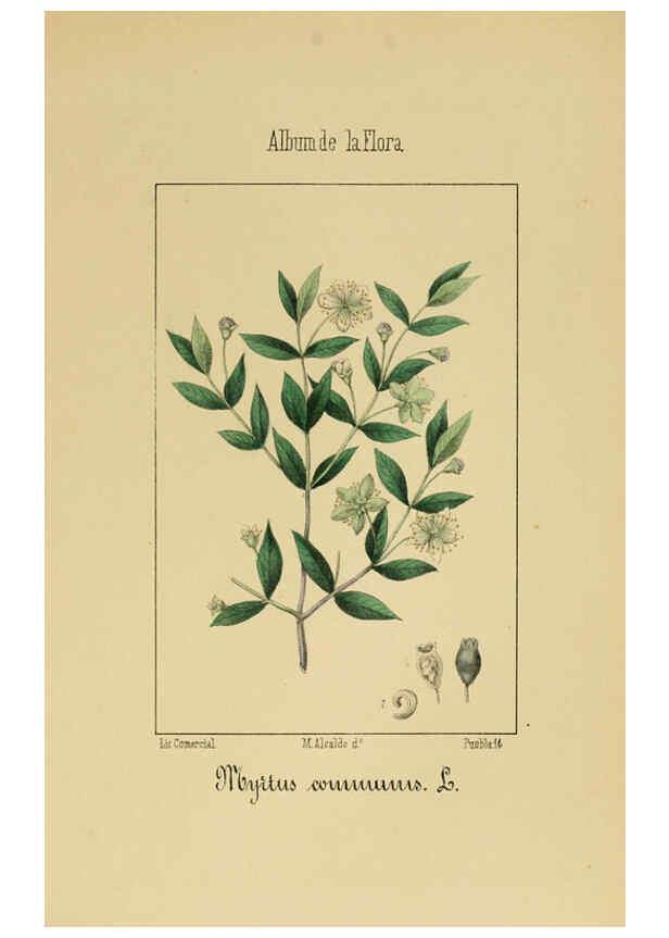 Reproducción/Reproduction 6012252310: Album de la flora médico-farmacéutica é industrial, indígena y exótica Madrid,Impr. de la Galeria literaria,1862-64