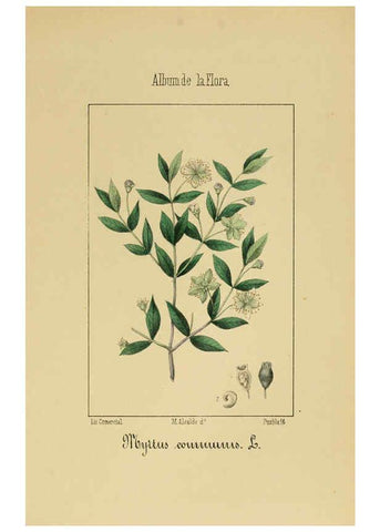 Reproducción/Reproduction 6012252310: Album de la flora médico-farmacéutica é industrial, indígena y exótica Madrid,Impr. de la Galeria literaria,1862-64