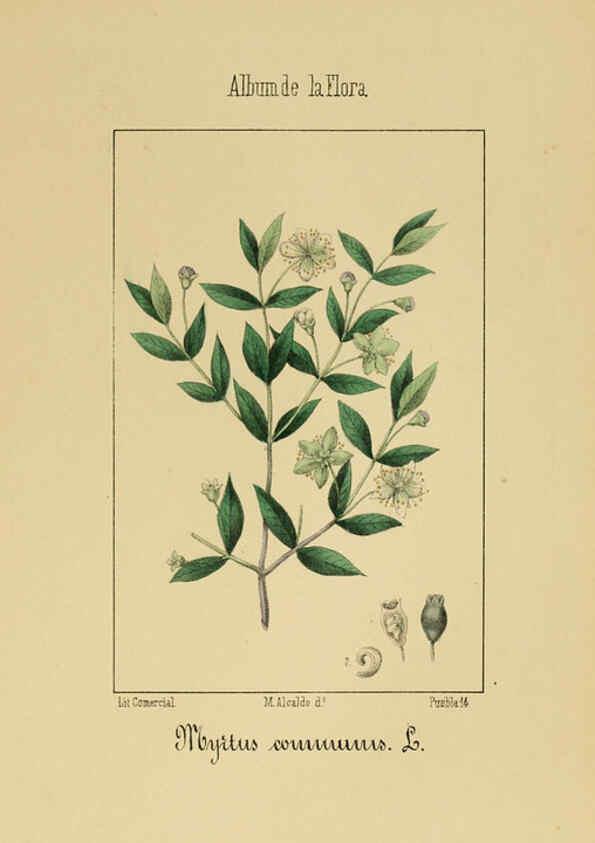 Reproducción/Reproduction 6012252310: Album de la flora médico-farmacéutica é industrial, indígena y exótica Madrid,Impr. de la Galeria literaria,1862-64