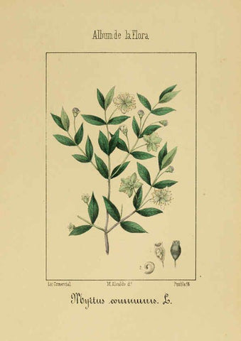 Reproducción/Reproduction 6012252310: Album de la flora médico-farmacéutica é industrial, indígena y exótica Madrid,Impr. de la Galeria literaria,1862-64