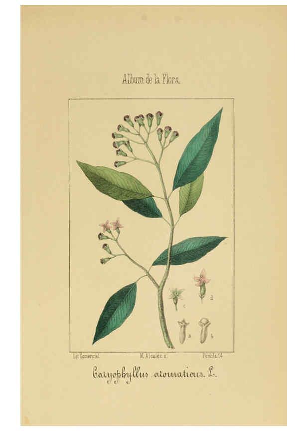 Reproducción/Reproduction 6011705299: Album de la flora médico-farmacéutica é industrial, indígena y exótica Madrid,Impr. de la Galeria literaria,1862-64
