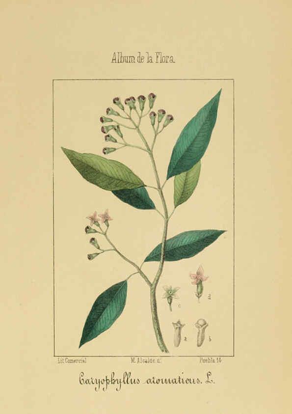 Reproducción/Reproduction 6011705299: Album de la flora médico-farmacéutica é industrial, indígena y exótica Madrid,Impr. de la Galeria literaria,1862-64