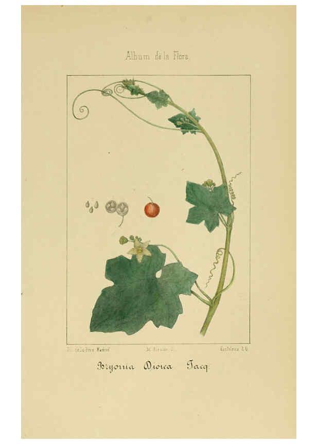 Reproducción/Reproduction 6012253002: Album de la flora médico-farmacéutica é industrial, indígena y exótica Madrid,Impr. de la Galeria literaria,1862-64