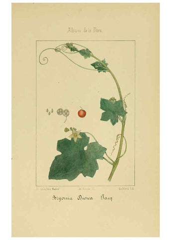Reproducción/Reproduction 6012253002: Album de la flora médico-farmacéutica é industrial, indígena y exótica Madrid,Impr. de la Galeria literaria,1862-64