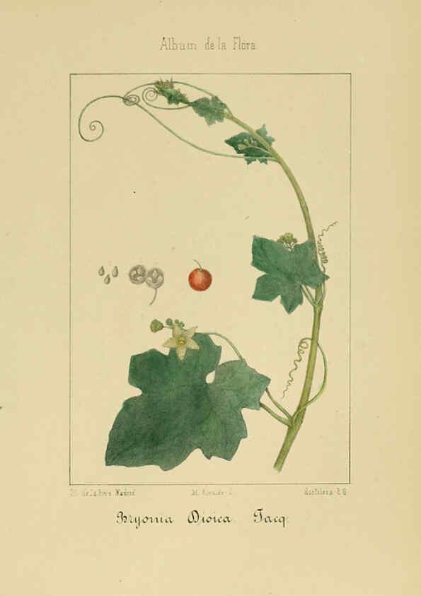 Reproducción/Reproduction 6012253002: Album de la flora médico-farmacéutica é industrial, indígena y exótica Madrid,Impr. de la Galeria literaria,1862-64