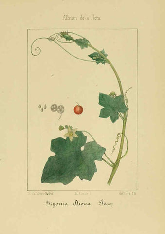 Reproducción/Reproduction 6012253002: Album de la flora médico-farmacéutica é industrial, indígena y exótica Madrid,Impr. de la Galeria literaria,1862-64