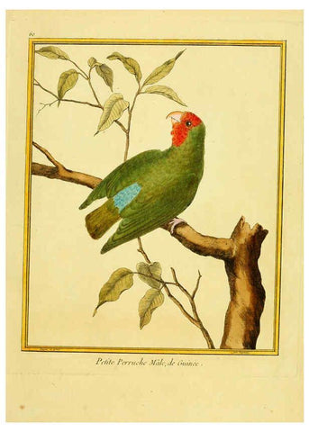 Reproducción/Reproduction 6008649545: Planches enluminées d'histoire naturelle t.1 Paris? :s.n.,1765-1783? 
