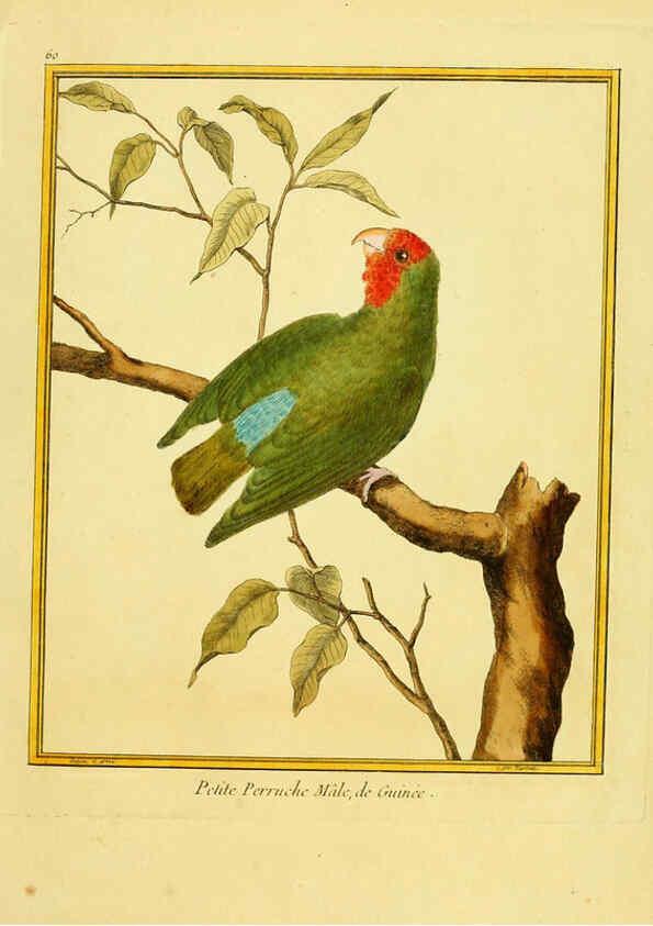 Reproducción/Reproduction 6008649545: Planches enluminées d'histoire naturelle t.1 Paris? :s.n.,1765-1783? 