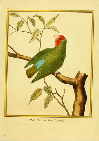 Reproducción/Reproduction 6008649545: Planches enluminées d'histoire naturelle t.1 Paris? :s.n.,1765-1783? 