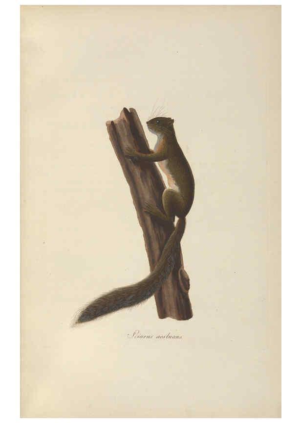 Reproducción/Reproduction 6011860503: Abbildungen zur Naturgeschichte Brasiliens Weimar :im Verlage des Grossherzogl. Sächs. priv. Landes-Industrie-Comptoirs,1822-1831