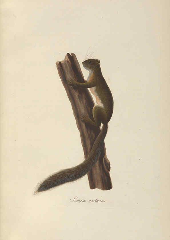 Reproducción/Reproduction 6011860503: Abbildungen zur Naturgeschichte Brasiliens Weimar :im Verlage des Grossherzogl. Sächs. priv. Landes-Industrie-Comptoirs,1822-1831
