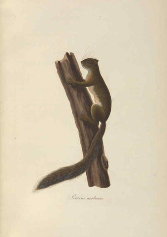 Reproducción/Reproduction 6011860503: Abbildungen zur Naturgeschichte Brasiliens Weimar :im Verlage des Grossherzogl. Sächs. priv. Landes-Industrie-Comptoirs,1822-1831