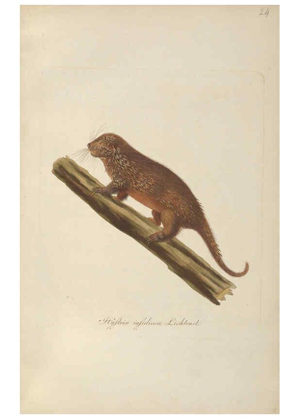 Reproducción/Reproduction 6012407828: Abbildungen zur Naturgeschichte Brasiliens Weimar :im Verlage des Grossherzogl. Sächs. priv. Landes-Industrie-Comptoirs,1822-1831