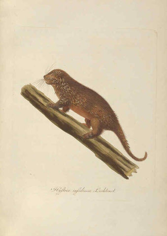 Reproducción/Reproduction 6012407828: Abbildungen zur Naturgeschichte Brasiliens Weimar :im Verlage des Grossherzogl. Sächs. priv. Landes-Industrie-Comptoirs,1822-1831