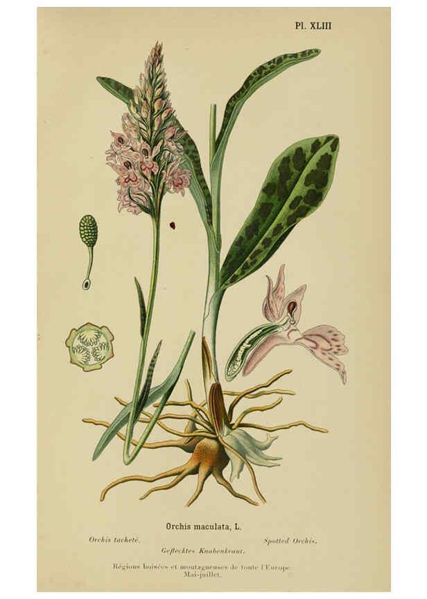 Reproducción/Reproduction 6011906925: Album des orchidées de l'Europe centrale et septentrionale Genève,Librairie Georg,1899