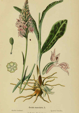 Reproducción/Reproduction 6011906925: Album des orchidées de l'Europe centrale et septentrionale Genève,Librairie Georg,1899