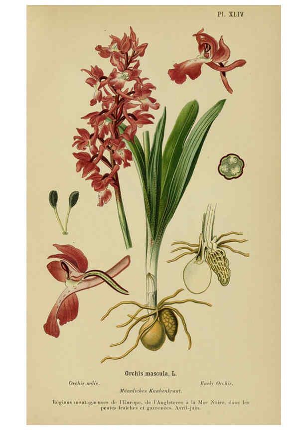Reproducción/Reproduction 6012454954: Album des orchidées de l'Europe centrale et septentrionale Genève,Librairie Georg,1899