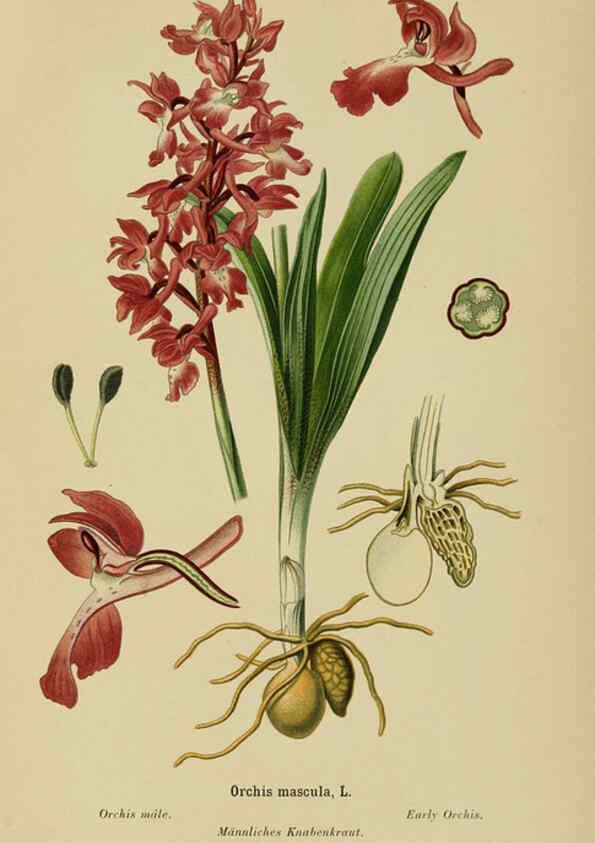 Reproducción/Reproduction 6012454954: Album des orchidées de l'Europe centrale et septentrionale Genève,Librairie Georg,1899