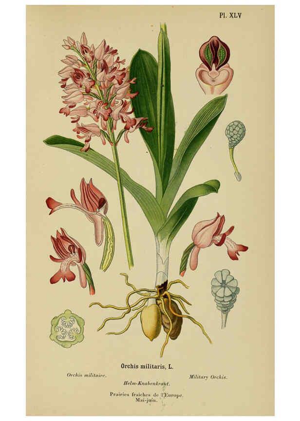 Reproducción/Reproduction 6011907391: Album des orchidées de l'Europe centrale et septentrionale Genève,Librairie Georg,1899