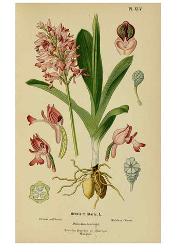 Reproducción/Reproduction 6011907391: Album des orchidées de l'Europe centrale et septentrionale Genève,Librairie Georg,1899