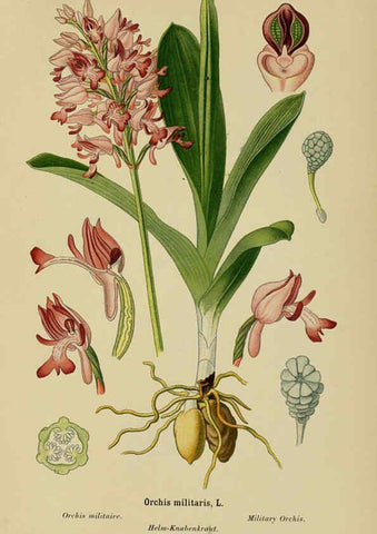 Reproducción/Reproduction 6011907391: Album des orchidées de l'Europe centrale et septentrionale Genève,Librairie Georg,1899