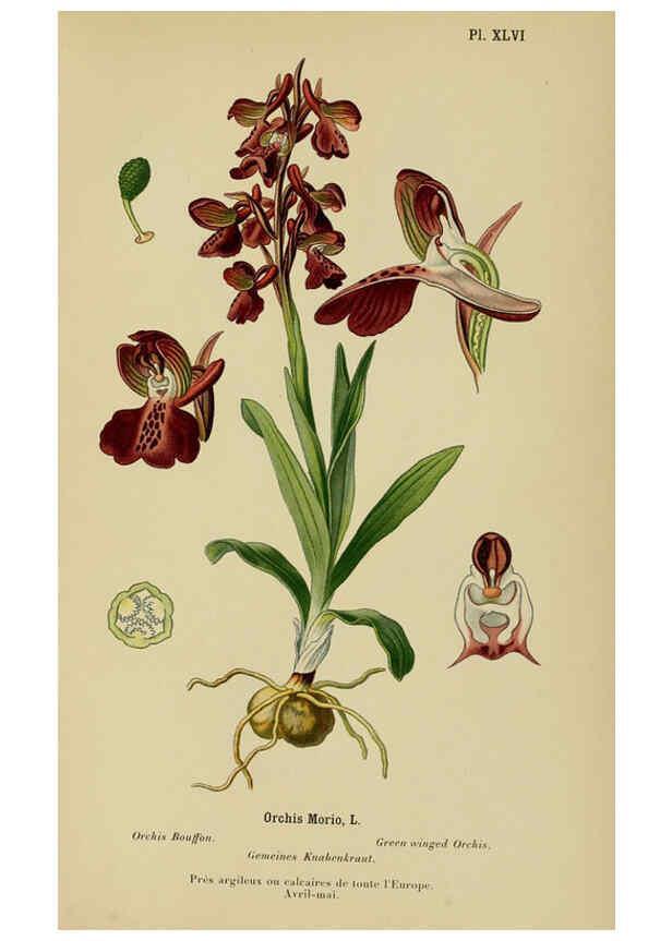 Reproducción/Reproduction 6011907661: Album des orchidées de l'Europe centrale et septentrionale Genève,Librairie Georg,1899