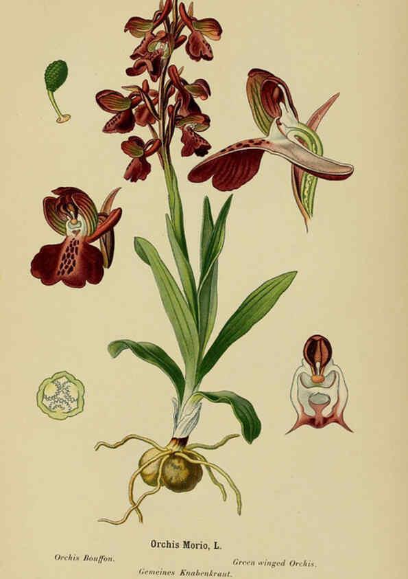 Reproducción/Reproduction 6011907661: Album des orchidées de l'Europe centrale et septentrionale Genève,Librairie Georg,1899
