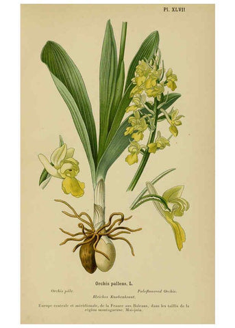 Reproducción/Reproduction 6012455712: Album des orchidées de l'Europe centrale et septentrionale Genève,Librairie Georg,1899