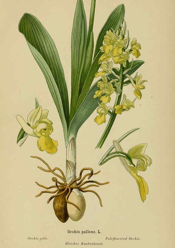 Reproducción/Reproduction 6012455712: Album des orchidées de l'Europe centrale et septentrionale Genève,Librairie Georg,1899