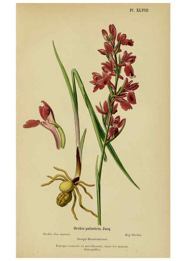 Reproducción/Reproduction 6011908147: Album des orchidées de l'Europe centrale et septentrionale Genève,Librairie Georg,1899