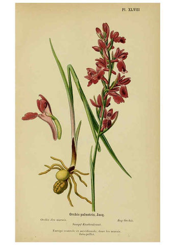 Reproducción/Reproduction 6011908147: Album des orchidées de l'Europe centrale et septentrionale Genève,Librairie Georg,1899