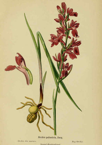 Reproducción/Reproduction 6011908147: Album des orchidées de l'Europe centrale et septentrionale Genève,Librairie Georg,1899