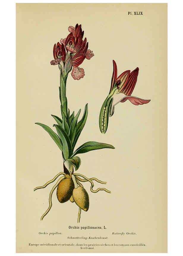 Reproducción/Reproduction 6012456342: Album des orchidées de l'Europe centrale et septentrionale Genève,Librairie Georg,1899