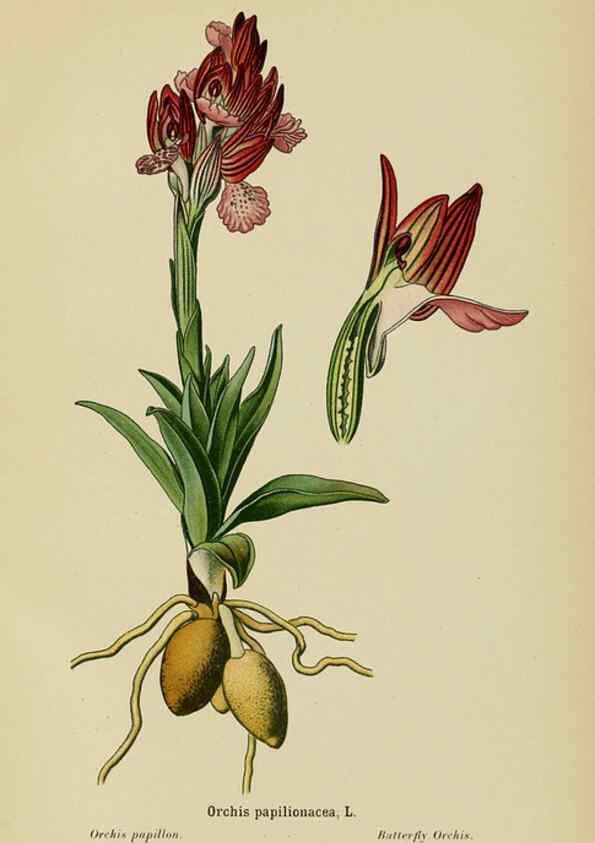 Reproducción/Reproduction 6012456342: Album des orchidées de l'Europe centrale et septentrionale Genève,Librairie Georg,1899