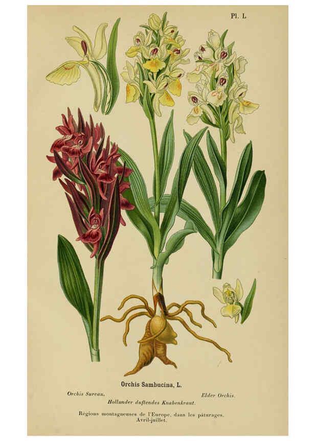 Reproducción/Reproduction 6011908687: Album des orchidées de l'Europe centrale et septentrionale Genève,Librairie Georg,1899