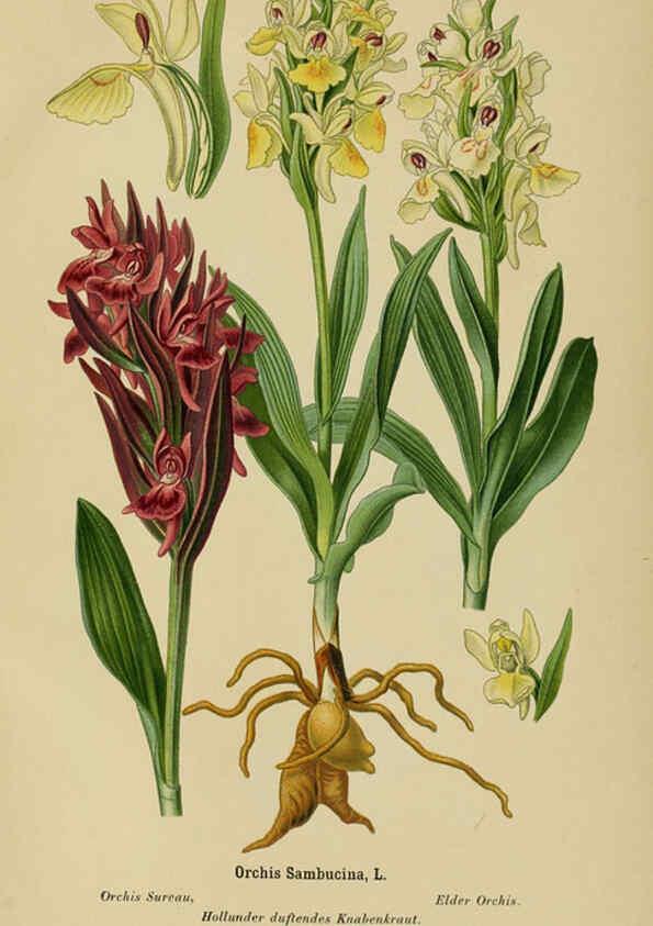 Reproducción/Reproduction 6011908687: Album des orchidées de l'Europe centrale et septentrionale Genève,Librairie Georg,1899