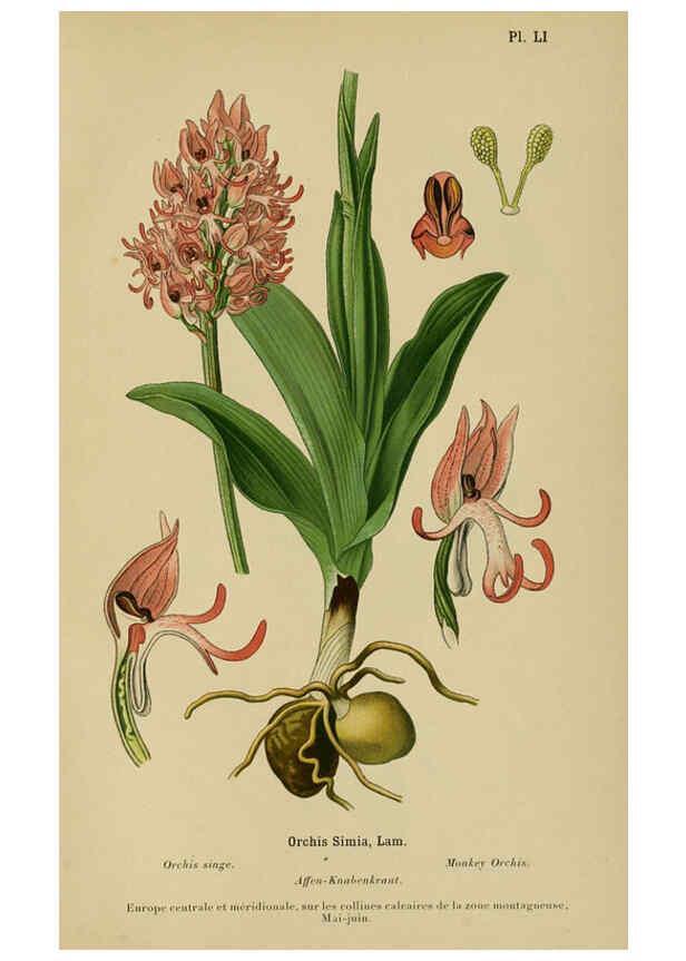 Reproducción/Reproduction 6012456828: Album des orchidées de l'Europe centrale et septentrionale Genève,Librairie Georg,1899