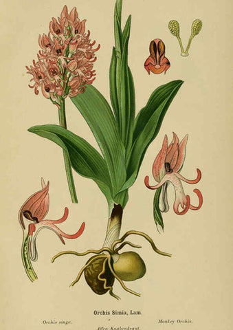 Reproducción/Reproduction 6012456828: Album des orchidées de l'Europe centrale et septentrionale Genève,Librairie Georg,1899