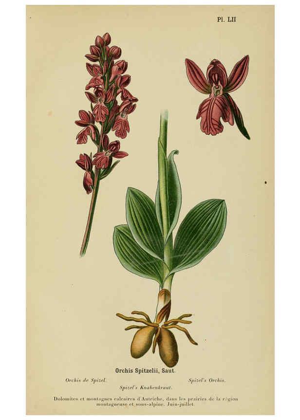 Reproducción/Reproduction 6012457186: Album des orchidées de l'Europe centrale et septentrionale Genève,Librairie Georg,1899