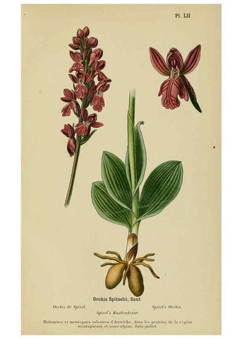 Reproducción/Reproduction 6012457186: Album des orchidées de l'Europe centrale et septentrionale Genève,Librairie Georg,1899