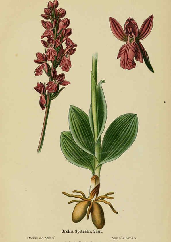 Reproducción/Reproduction 6012457186: Album des orchidées de l'Europe centrale et septentrionale Genève,Librairie Georg,1899