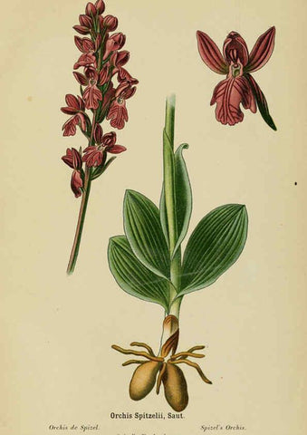 Reproducción/Reproduction 6012457186: Album des orchidées de l'Europe centrale et septentrionale Genève,Librairie Georg,1899